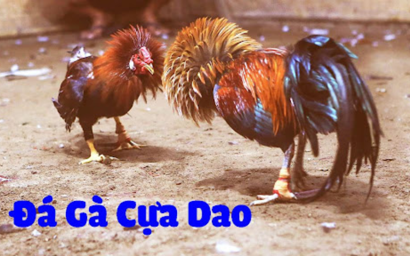 Kinh nghiệm chọn chiến kê trong Đá Gà Mỹ Cựa Dao